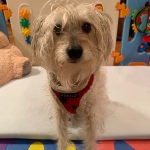 Meet your Posher, Georgi